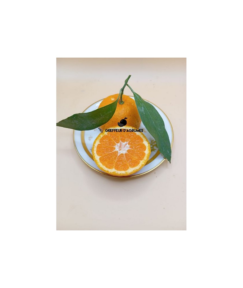 Satsuma miyagawa