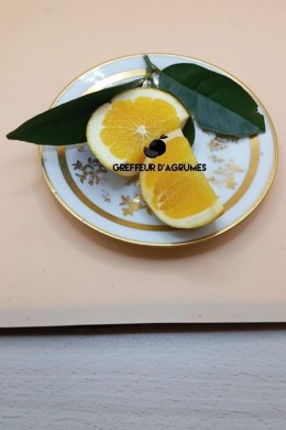 Lane Late Orange – Late Navel orange | Greffeur d'agrumes