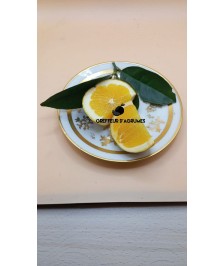 Lane Late Orange – Late...