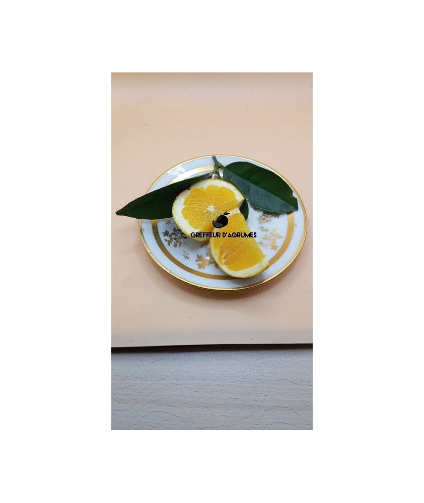 Orange Lane Late – Späte Navelorange