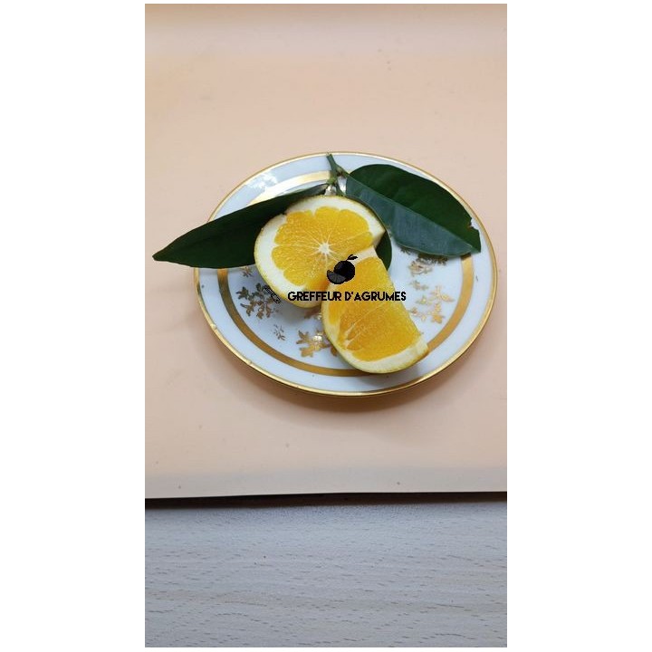 Lane Late – Arancia Navel tardiva | Greffeur d'agrumes