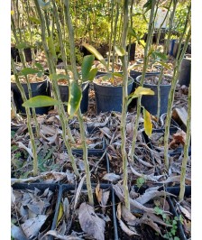 4475 pot 1L prêt à greffer