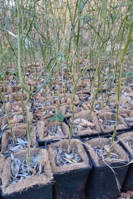 Unterlage Poncirus trifoliata im 2-L-Topf