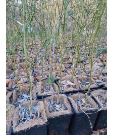 Poncirus pot 2L