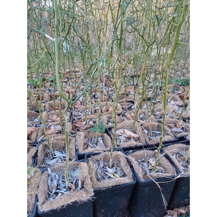 Portainjerto Poncirus trifoliata en maceta de 2 L