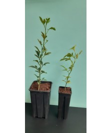 Pot 11x11x20 2L