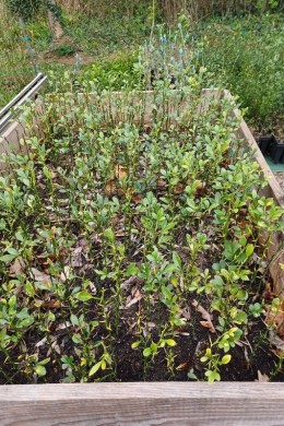 Poncirus trifoliata bare-root, 1 year (lot)
