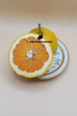 Ugly – Tangelo / híbrido de pomelo | Greffeur d'agrumes