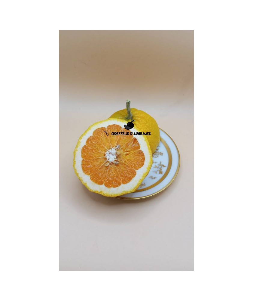 Ugli – Tangelo / Grapefruit-Hybrid