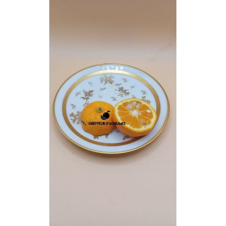 Kabosu – Varietà giapponese aromatica | Greffeur d'agrumes