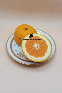 Oranger Salustiana – Orange douce | Greffeur d’agrumes