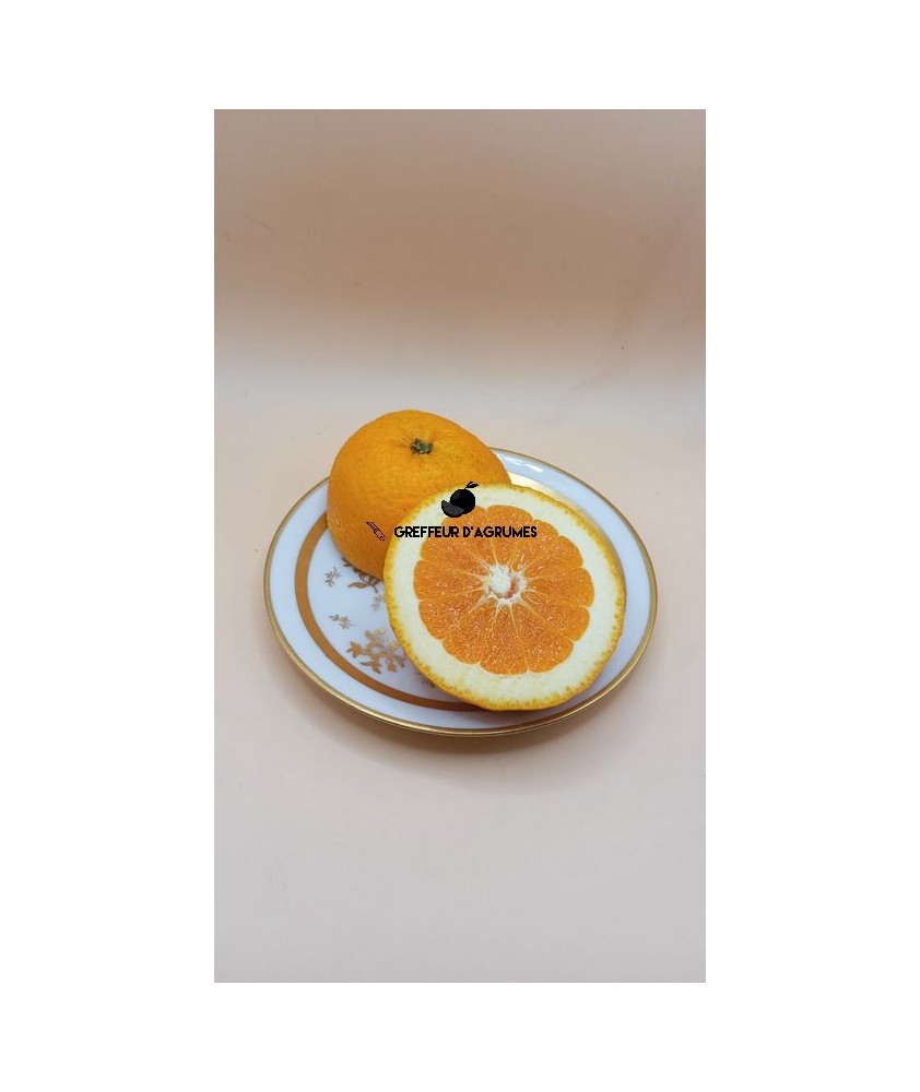Orange Salustiana – Süßorange