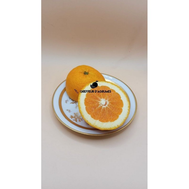Oranger Salustiana – Orange douce | Greffeur d'agrumes