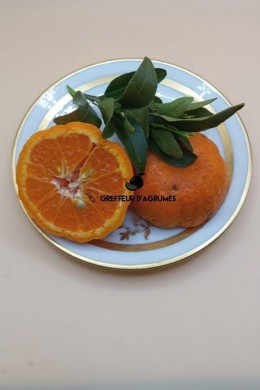 Mandarino Ponkan – Mandarino aromatico | Greffeur d'agrumes