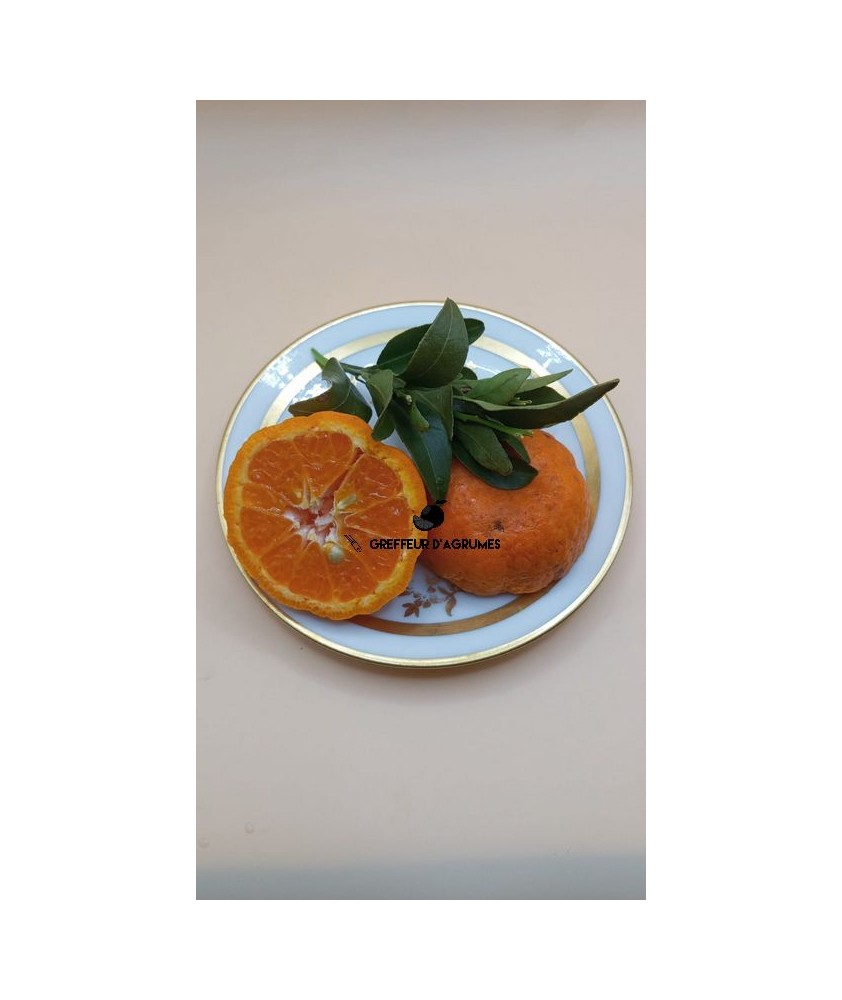 Ponkan Mandarin – Mandarin