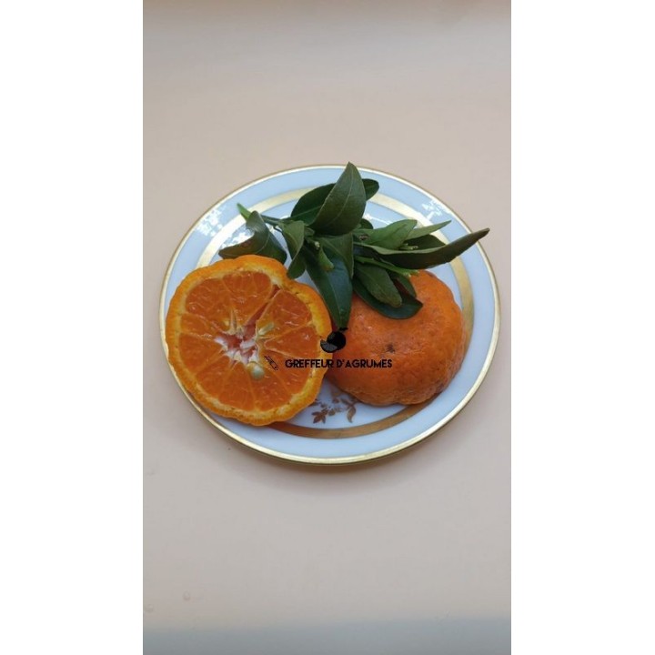 Mandarino Ponkan – Mandarino aromatico | Greffeur d'agrumes