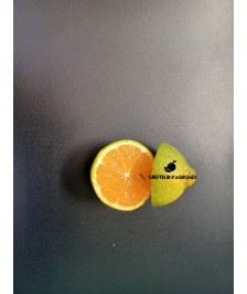 Clémentine précoce early