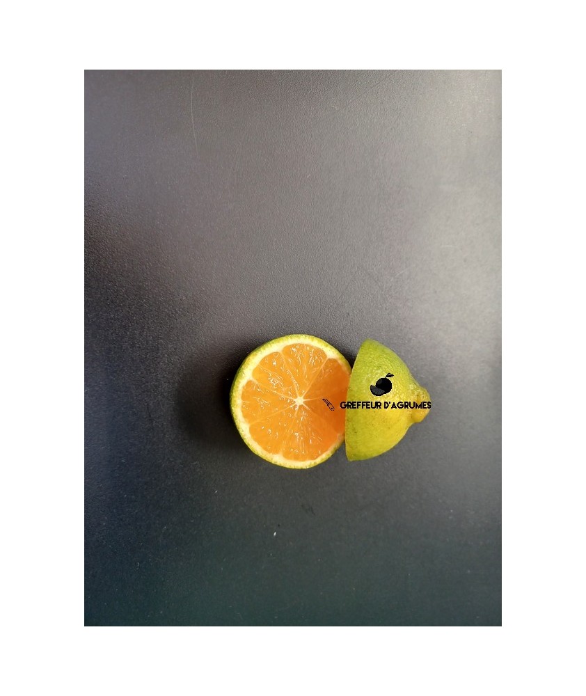 Early Clementine – Clementine