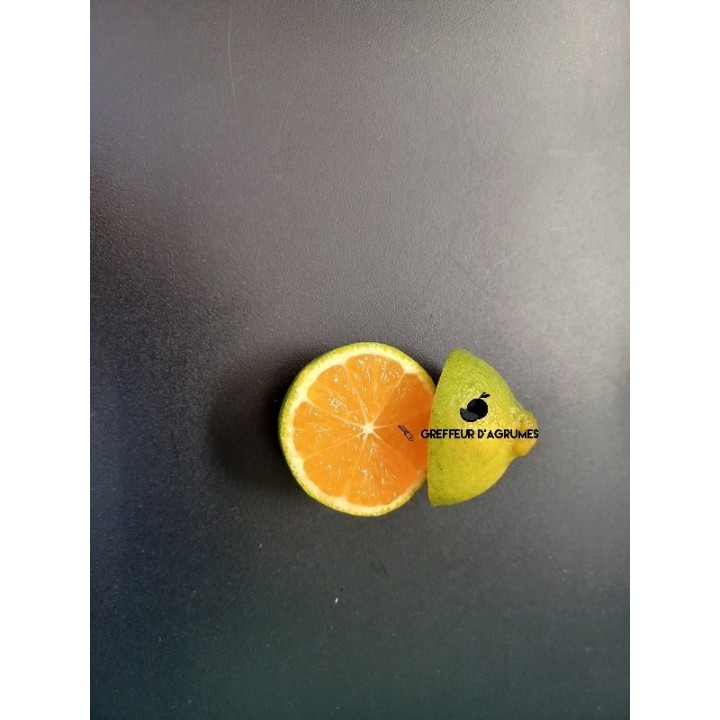 Clementina precoce Early – Clementina | Greffeur d'agrumes
