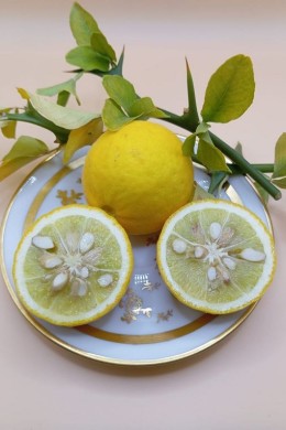 Poncirus – Winterharte Unterlage | Greffeur d'agrumes