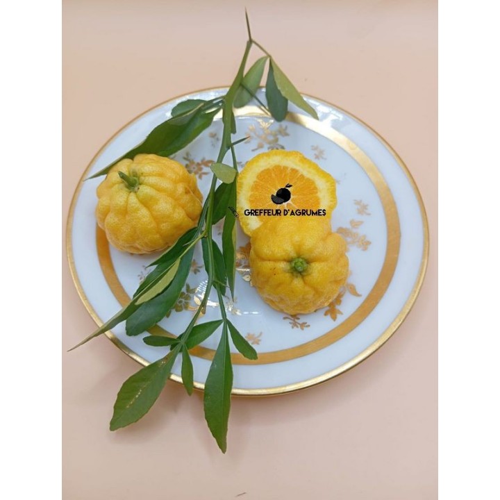 FA5 – Portinnesto | Greffeur d'agrumes
