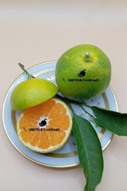 Satsuma Miho – Mandarina satsuma | Greffeur d'agrumes