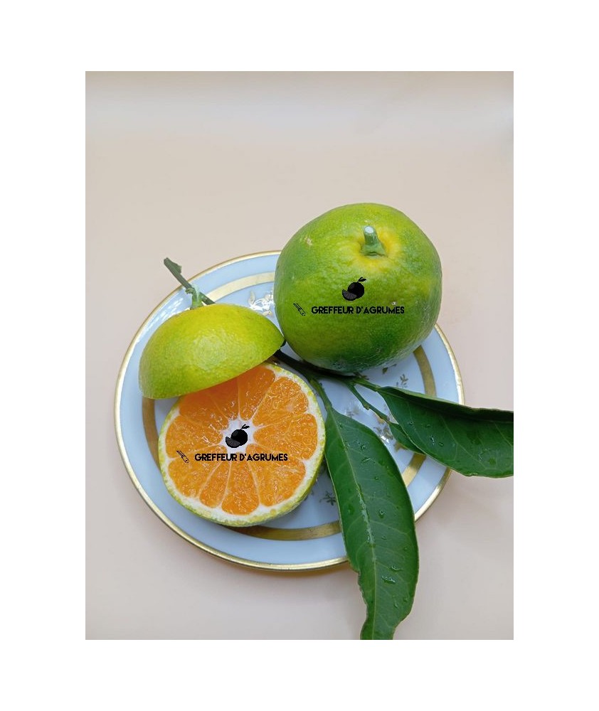 Satsuma Miho – Mandarine satsuma