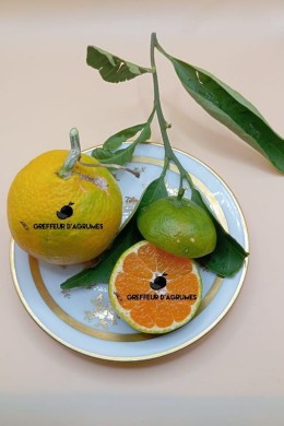 Satsuma Pucheng – Mandarina satsuma | Greffeur d'agrumes