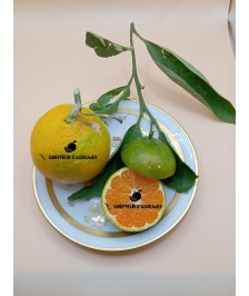 Satsuma pucheng