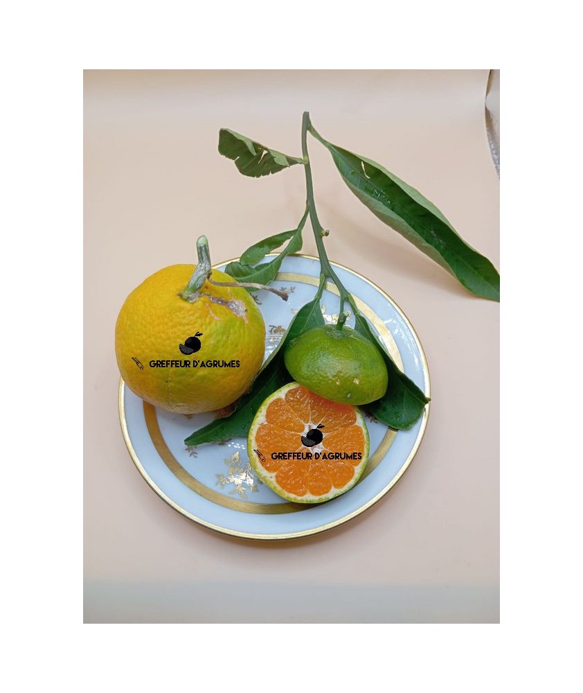 Satsuma pucheng – Mandarine satsuma