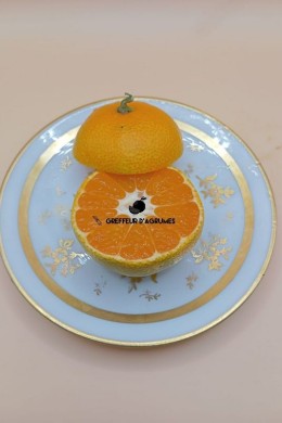 Satsuma Kowano – Mandarina satsuma | Greffeur d'agrumes