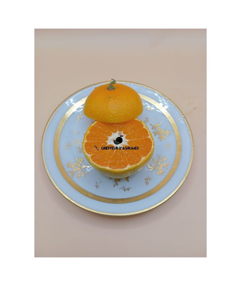 Satsuma Kowano – Mandarine satsuma