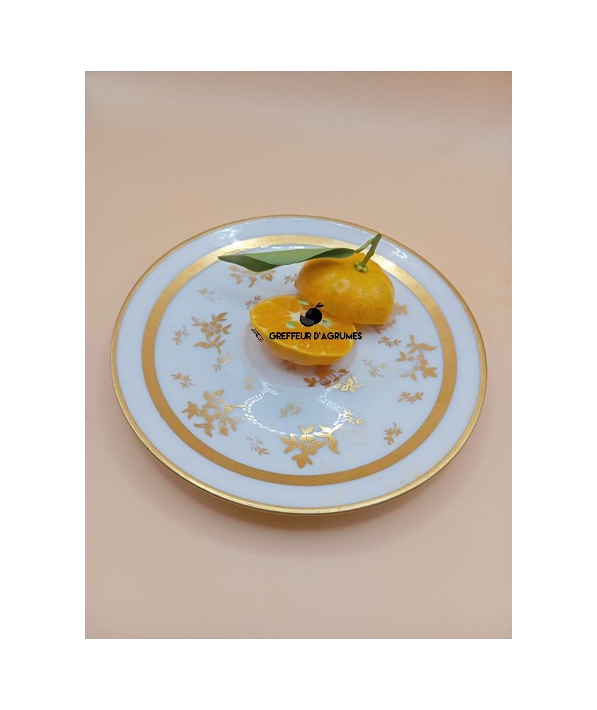 Shiva mikan koji – Mandarine japonaise ancienne