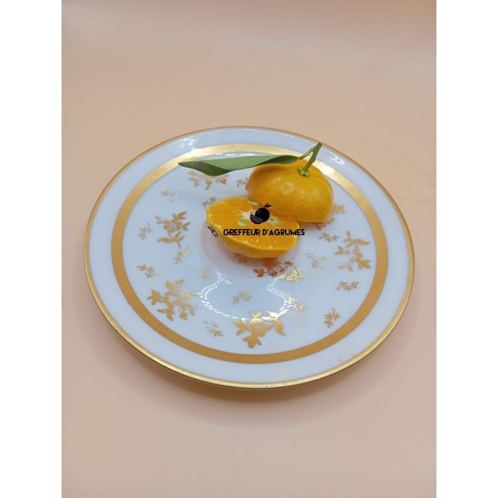 Shiva Mikan Koji – Mandarino giapponese antico