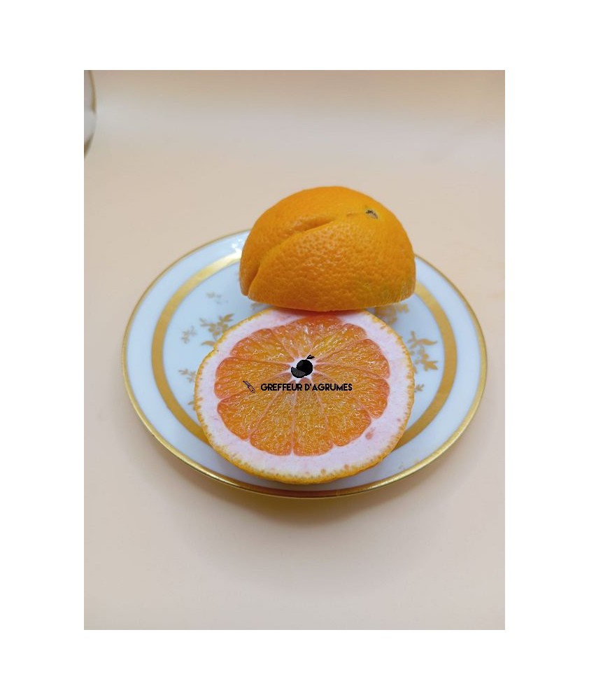 Oranger vanille sanguine