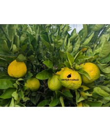 Changshan Huyou –...