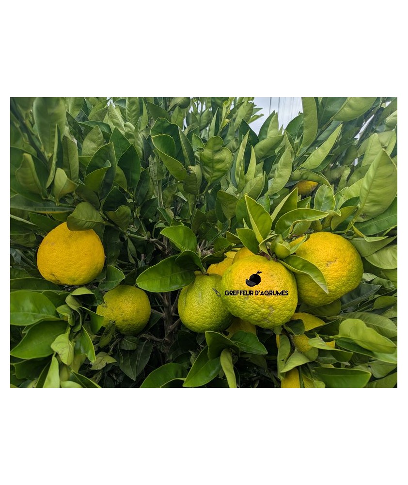 Changshan Huyou – Collector's citrus