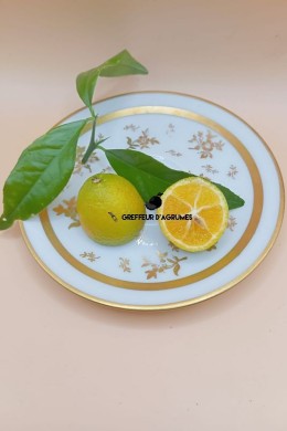 Thomasville – Citrangequat très rustique aux fruits polyvalents | Greffeur d'agrumes