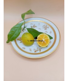 Thomasville – Citrangequat...