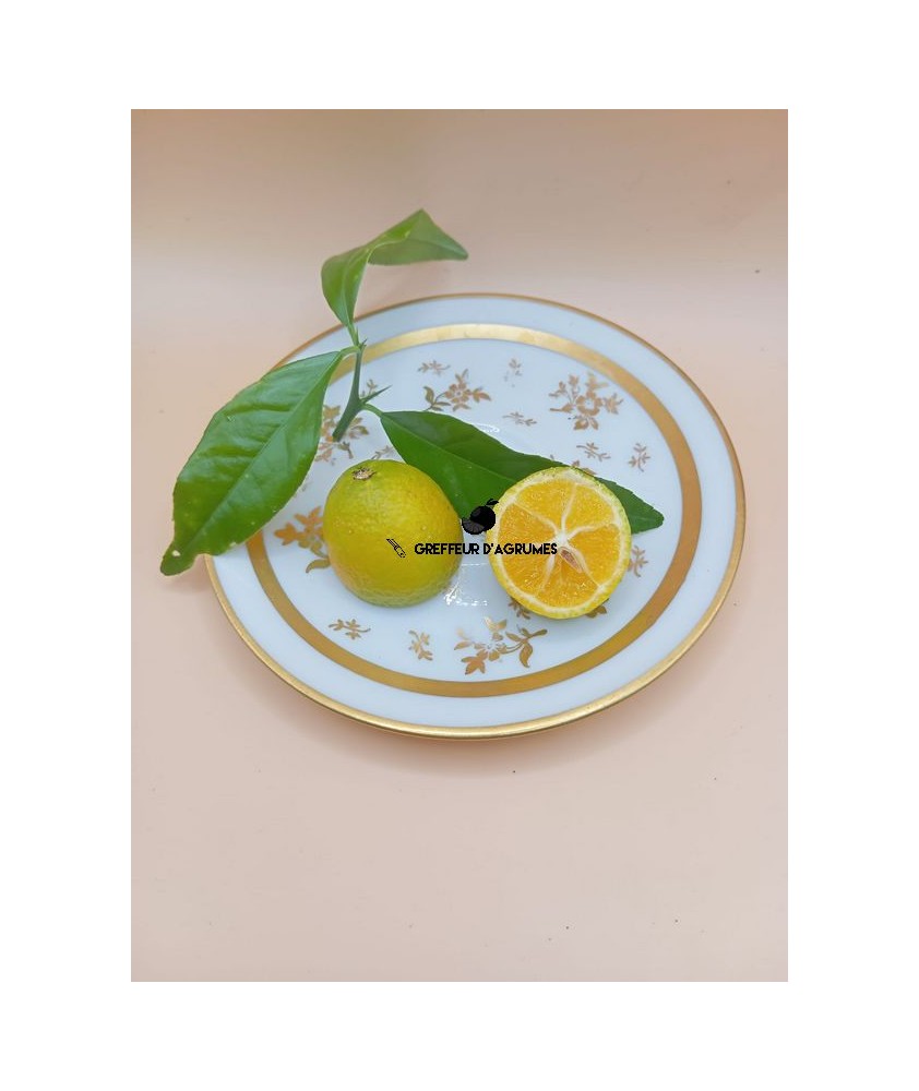 Thomasville – Citrangequat très rustique aux fruits polyvalents