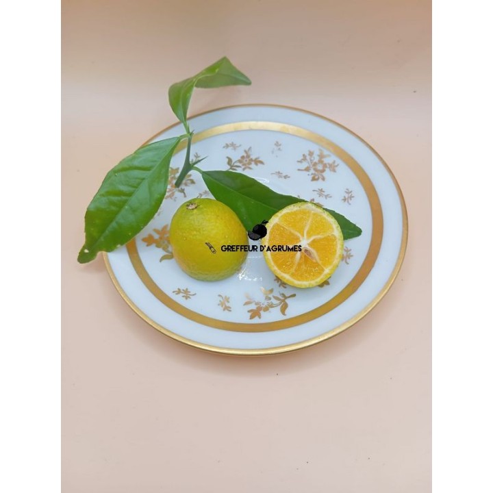 Thomasville – Very hardy citrangequat with versatile fruit | Greffeur d'agrumes