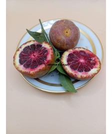 Clémentine sanguine Rubino