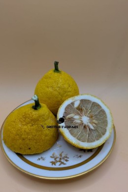 Trivoss No. 1 – Very hardy lemon substitute for cold climates | Greffeur d'agrumes