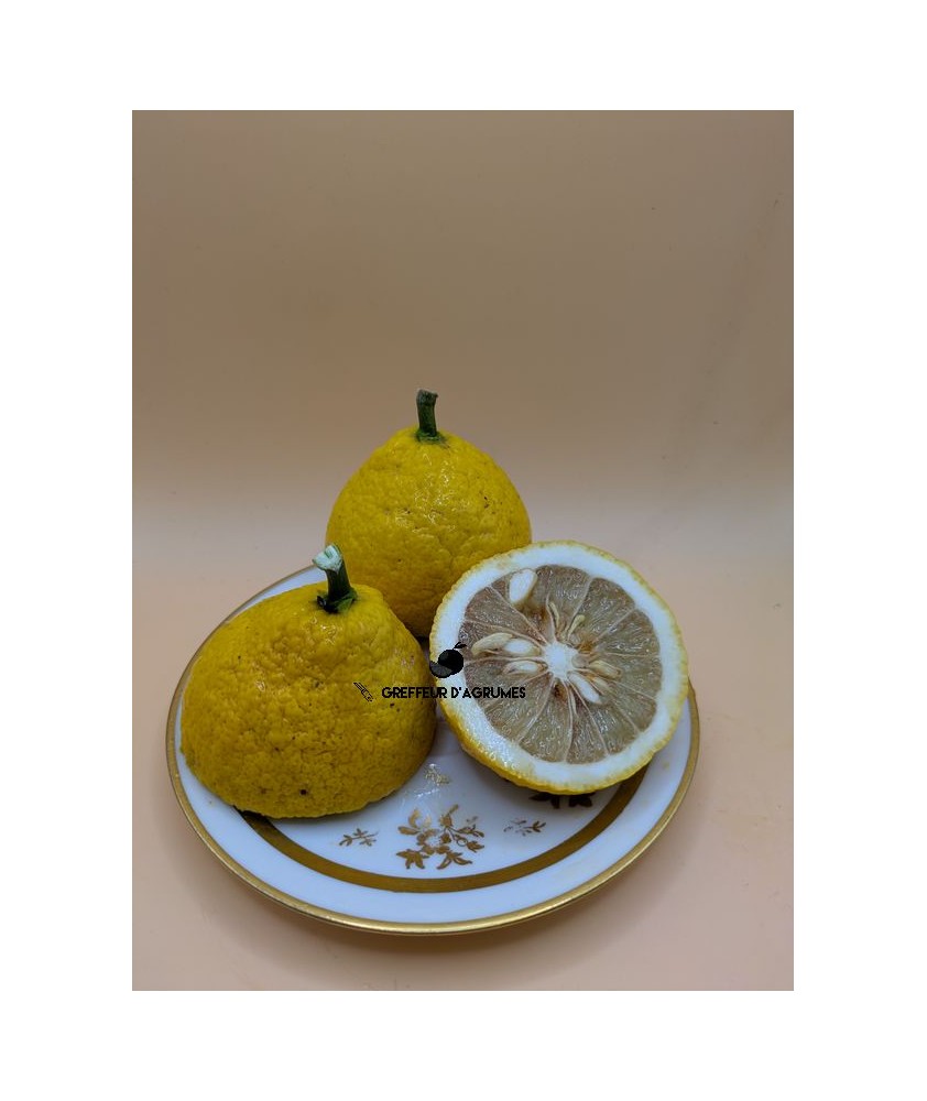 Trivoss N°1 – Substitut de citron très rustique pour climats froids