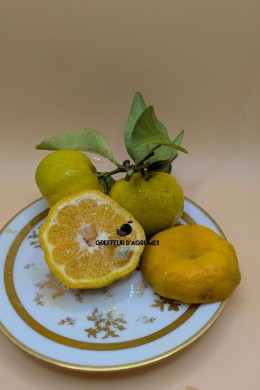 Keraji Voss D14 – Small, very fragrant and hardy Japanese mandarin | Greffeur d'agrumes