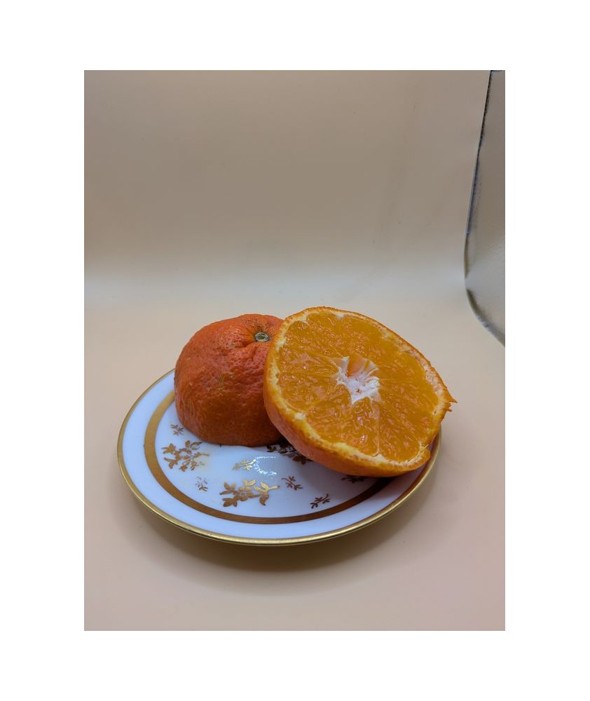 Satsuma dobashi beni