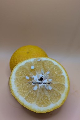 Hyuganatsu – Late Japanese citrus, fresh fragrance and edible albedo | Greffeur d'agrumes