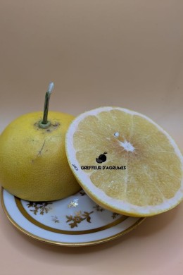Hassaku – Collector's citrus | Greffeur d'agrumes