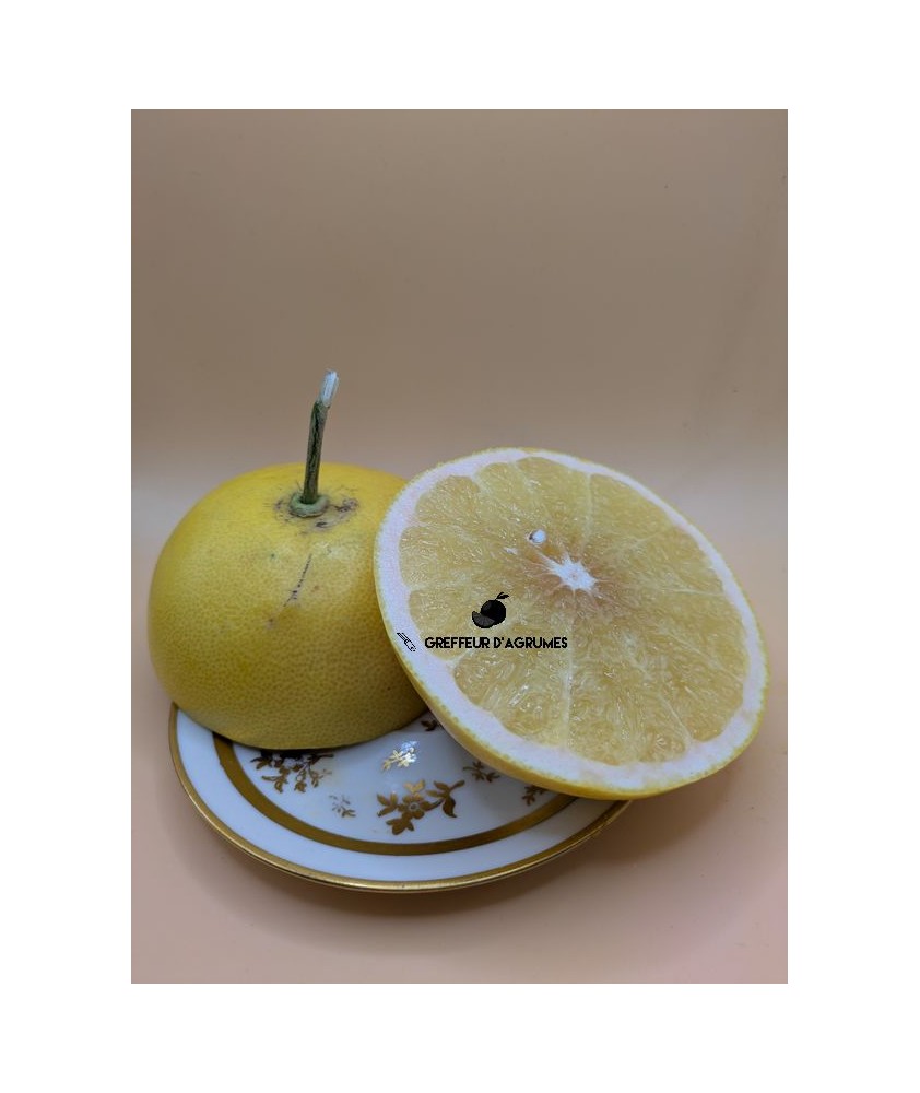 Hassaku – Agrume de collection