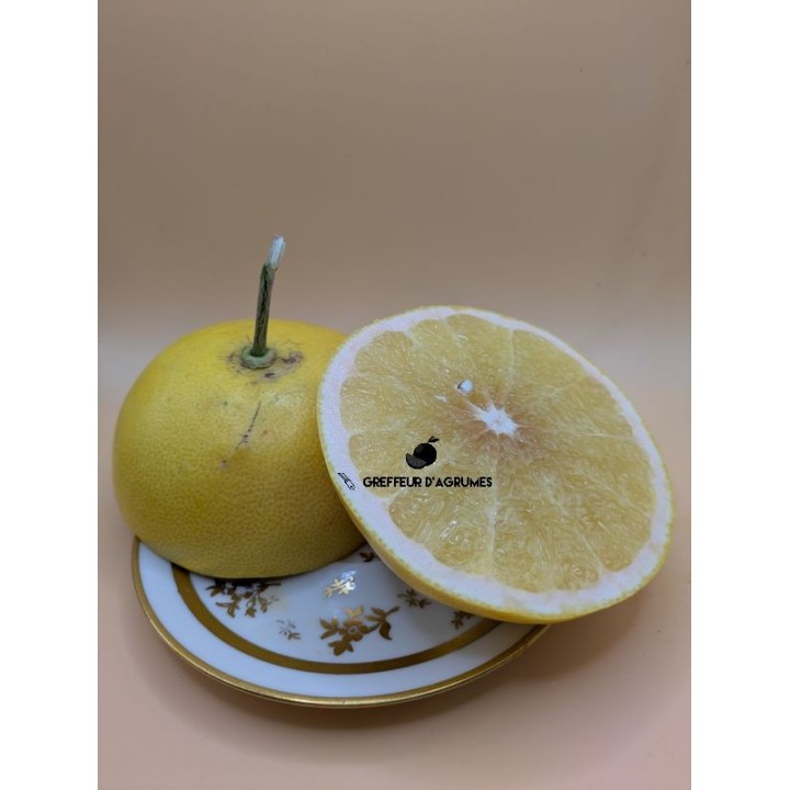 Hassaku – Agrume da collezione | Greffeur d'agrumes